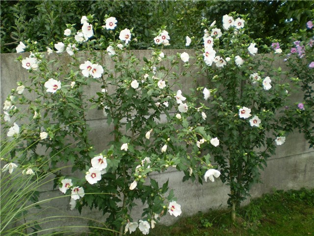 hibiskus